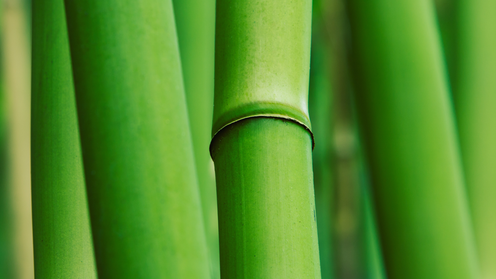 uso-de-fibras-vegetais-bamboo-algodao-materias-primas-naturais